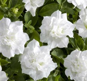 Petúnie 'Viva Double White' - Petunia hybrida 'Viva Double White'