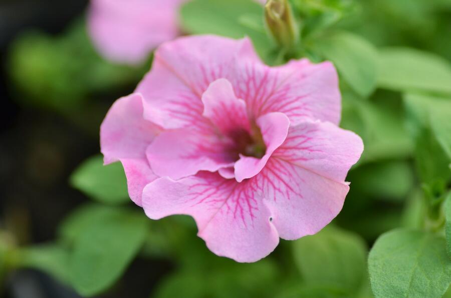 Petúnie 'Viva Double Pink' - Petunia hybrida 'Viva Double Pink'