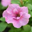 Petúnie 'Viva Double Pink' - Petunia hybrida 'Viva Double Pink'