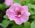Petúnie 'Viva Double Pink'