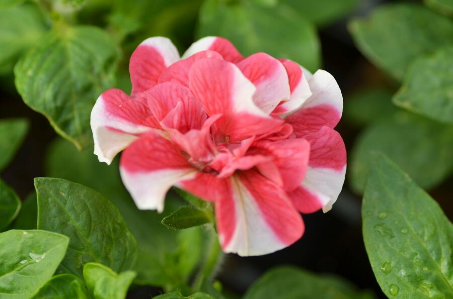 Petúnie 'Tumbelina Cherry Ripple' - Petunia hybrida 'Tumbelina Cherry Ripple'