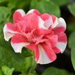 Petúnie 'Tumbelina Cherry Ripple' - Petunia hybrida 'Tumbelina Cherry Ripple'