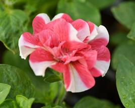 Petúnie 'Tumbelina Cherry Ripple'