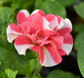 Petúnie 'Tumbelina Cherry Ripple' - Petunia hybrida 'Tumbelina Cherry Ripple'