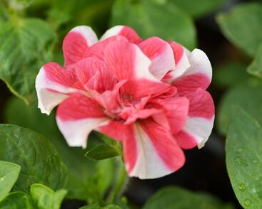 Petúnie 'Tumbelina Cherry Ripple'