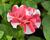 Petúnie 'Tumbelina Cherry Ripple'