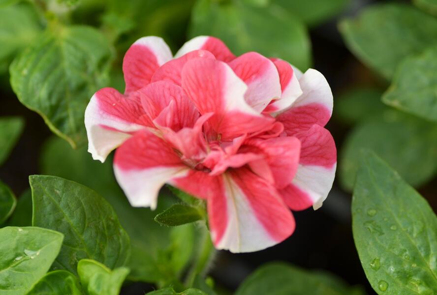 Petúnie 'Tumbelina Cherry Ripple' - Petunia hybrida 'Tumbelina Cherry Ripple'