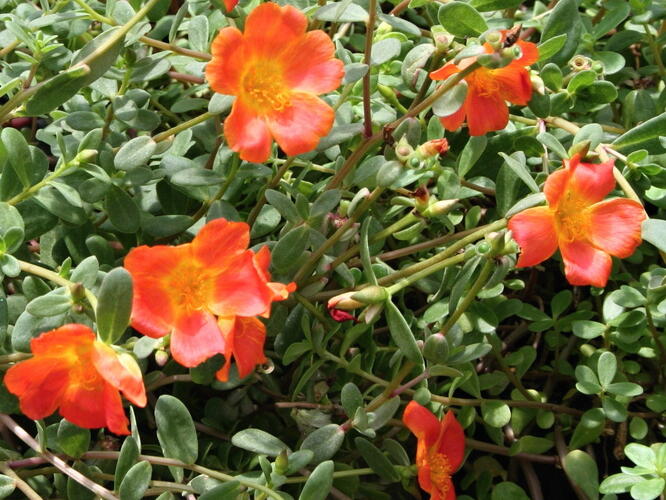 Šrucha 'Orange' - Portulaca umbraticola 'Orange'