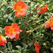 Šrucha 'Pazzaz Nano Deep Orange' - Portulaca umbraticola 'Pazzaz Nano Deep Orange'
