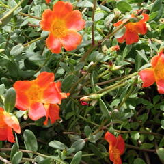 Šrucha 'Orange' - Portulaca umbraticola 'Orange'