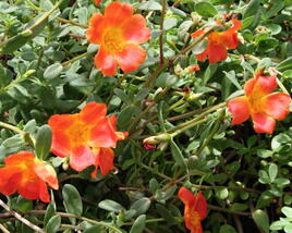 Šrucha 'Pazzaz Nano Deep Orange'