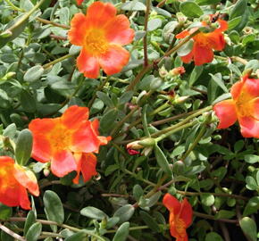 Šrucha 'Orange' - Portulaca umbraticola 'Orange'