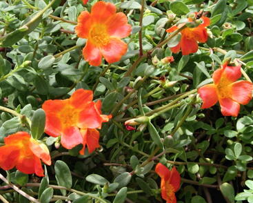 Šrucha 'Pazzaz Nano Deep Orange'