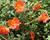 Šrucha 'Pazzaz Nano Deep Orange'