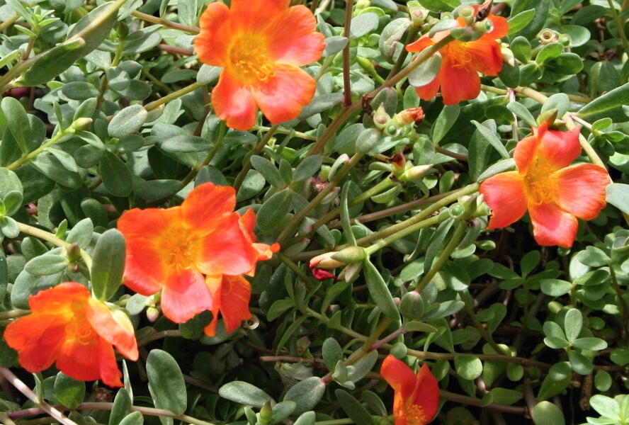 Šrucha 'Pazzaz Nano Deep Orange' - Portulaca umbraticola 'Pazzaz Nano Deep Orange'