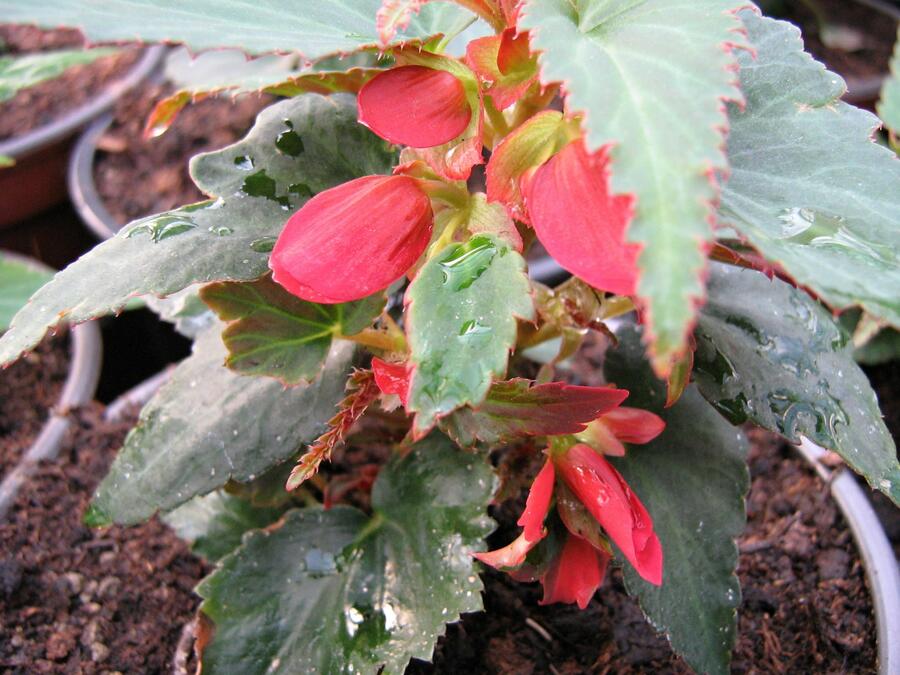 Begónie 'Belmona Red' - Begonia 'Belmona Red'