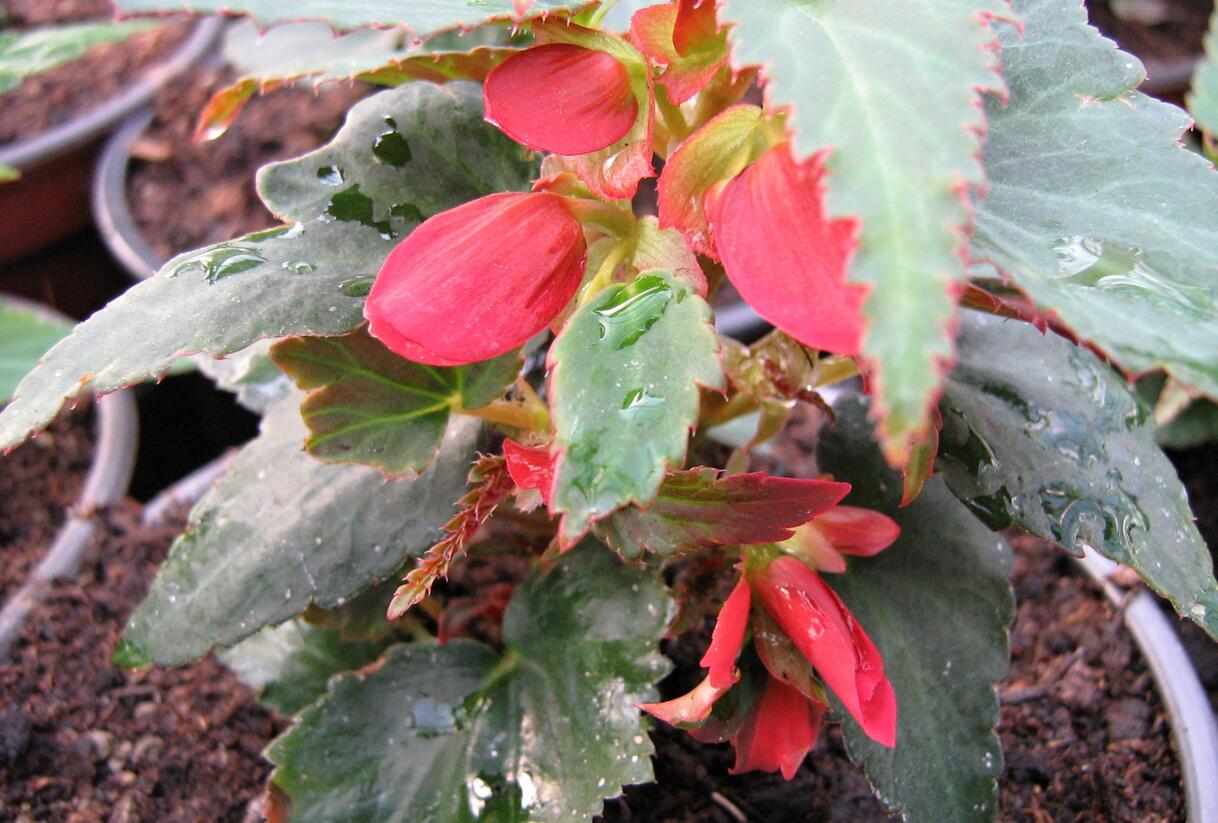 Begónie 'Belmona Red' - Begonia 'Belmona Red'