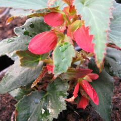 Begónie 'Belmona Red' - Begonia 'Belmona Red'