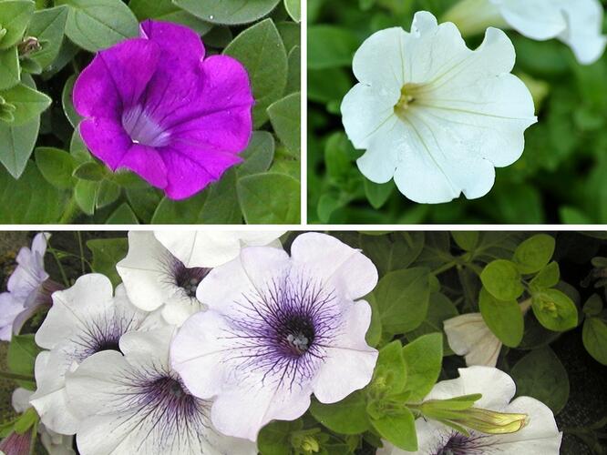 Petúnie 'Tricolor II.' - Petunia 'Tricolor II.'