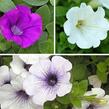 Petúnie 'Tricolor II.' - Petunia 'Tricolor II.'