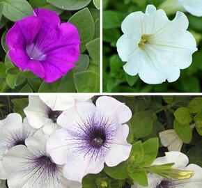 Petúnie 'Tricolor II.' - Petunia 'Tricolor II.'