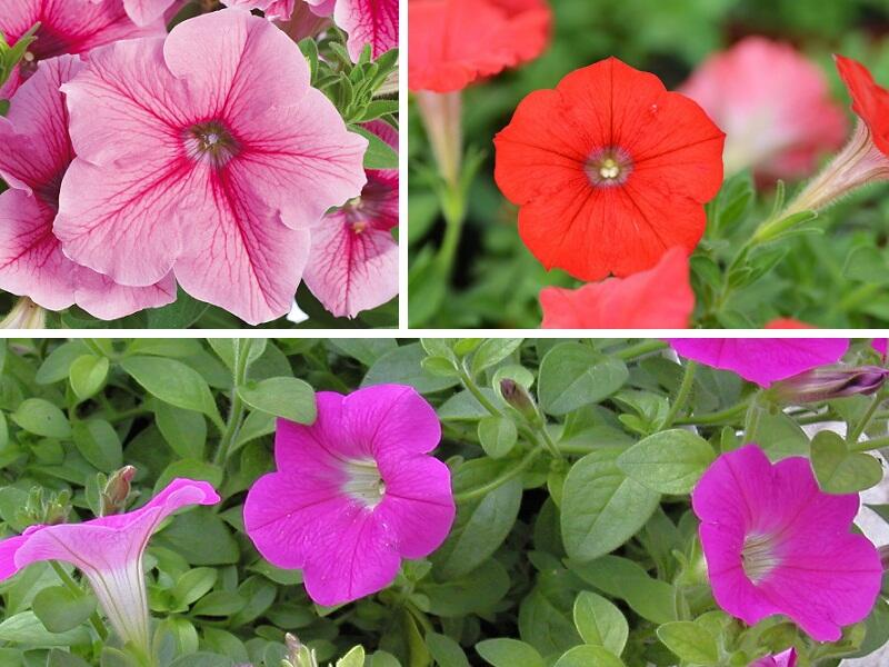 Petúnie 'Tricolor I.' - Petunia 'Tricolor I.'