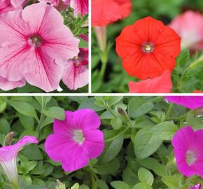 Petúnie 'Tricolor I.' - Petunia 'Tricolor I.'