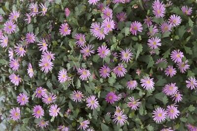 Všelicha, brachykome 'Surdaisy Strawberry' - Brachyscome multifida 'Surdaisy Strawberry'