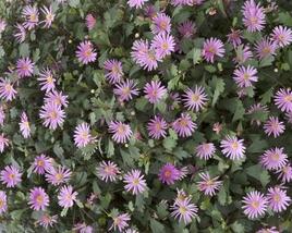 Všelicha, brachykome 'Surdaisy Strawberry'
