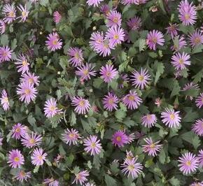 Všelicha, brachykome 'Surdaisy Strawberry'