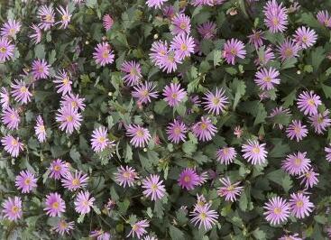 Všelicha, brachykome 'Surdaisy Strawberry'