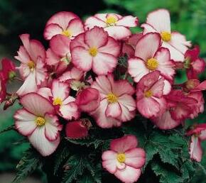 Begónie hlíznatá 'Pin Up Pink'