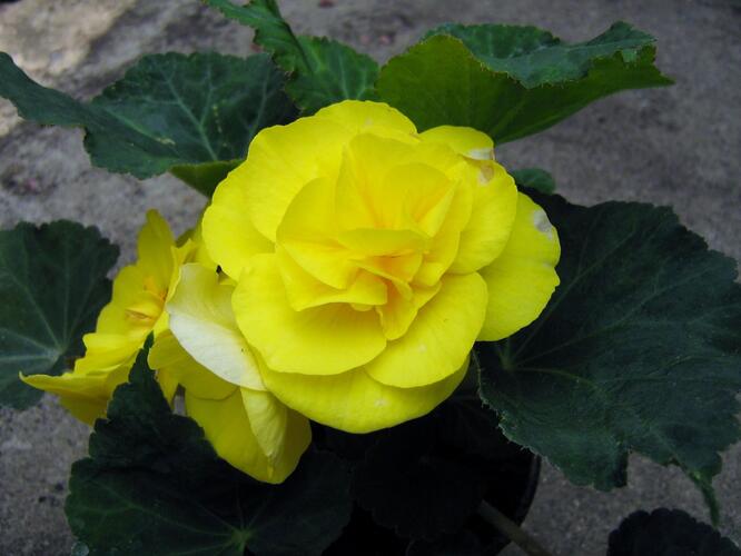 Begónie hlíznatá 'Nonstop Yellow' - Begonia tuberhybrida 'Nonstop Yellow'