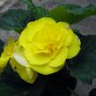 Begónie hlíznatá 'Nonstop Yellow' - Begonia tuberhybrida 'Nonstop Yellow'