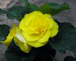Begónie hlíznatá 'Nonstop Yellow'