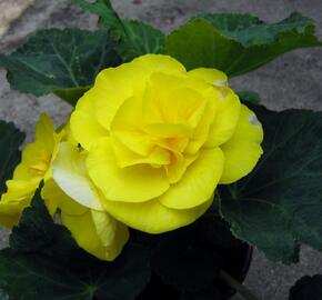 Begónie hlíznatá 'Nonstop Yellow'