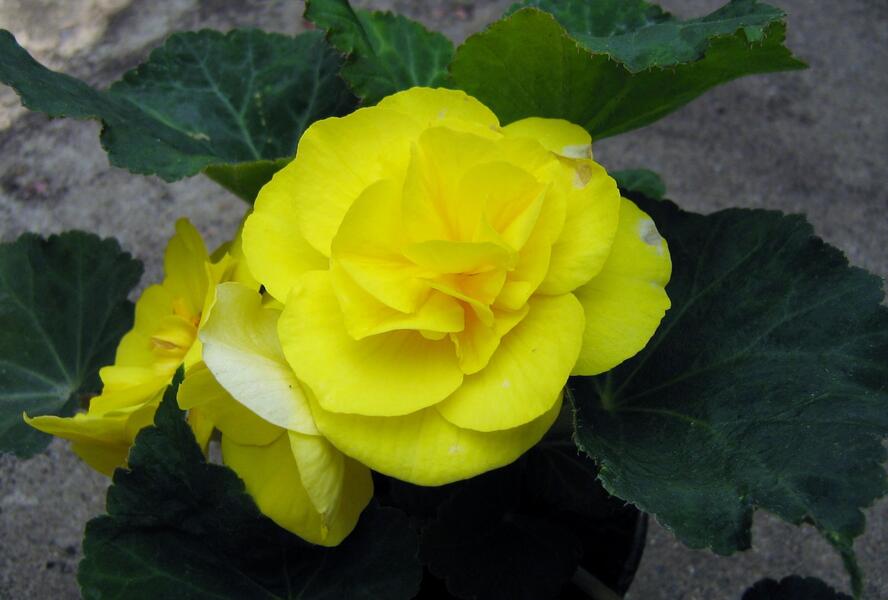 Begónie hlíznatá 'Nonstop Yellow' - Begonia tuberhybrida 'Nonstop Yellow'
