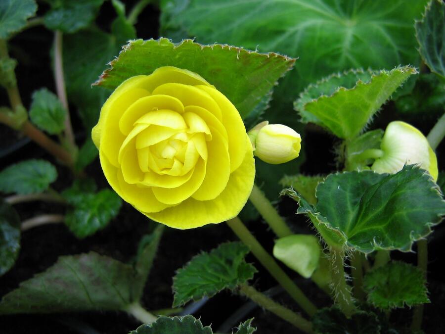 Begónie hlíznatá 'Nonstop Yellow' - Begonia tuberhybrida 'Nonstop Yellow'