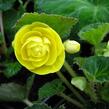 Begónie hlíznatá 'Nonstop Yellow' - Begonia tuberhybrida 'Nonstop Yellow'