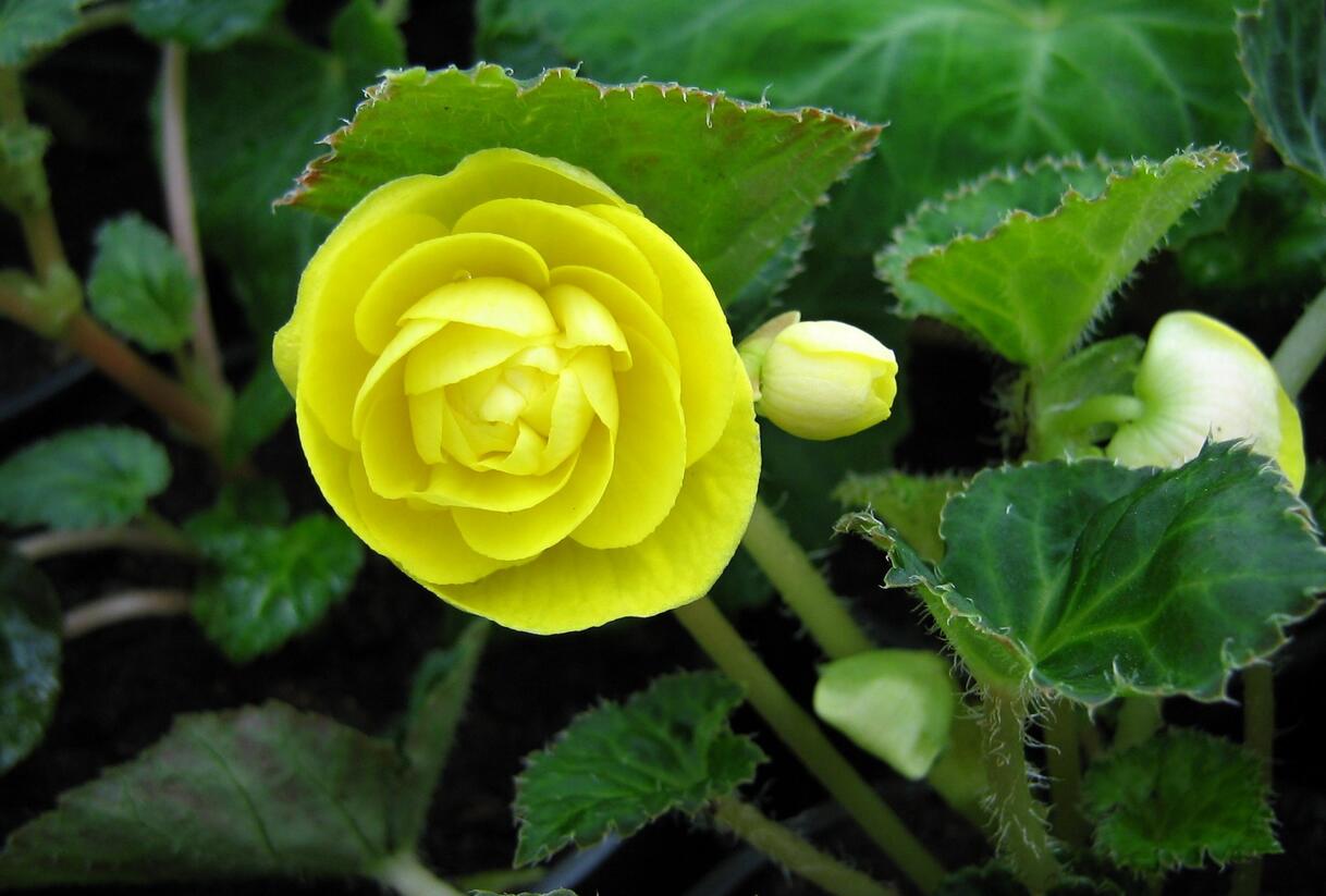 Begónie hlíznatá 'Nonstop Yellow' - Begonia tuberhybrida 'Nonstop Yellow'