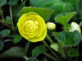 Begónie hlíznatá 'Nonstop Yellow' - Begonia tuberhybrida 'Nonstop Yellow'