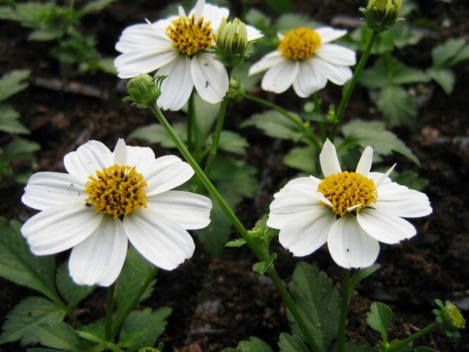 Dvouzubec prutolistý 'Bellamy White' - Bidens ferulifolia 'Bellamy White'