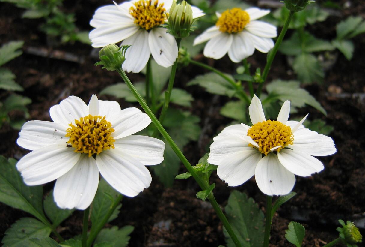 Dvouzubec prutolistý 'Bellamy White' - Bidens ferulifolia 'Bellamy White'