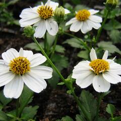 Dvouzubec prutolistý 'Bellamy White' - Bidens ferulifolia 'Bellamy White'