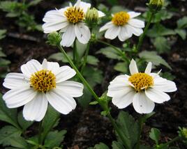 Dvouzubec prutolistý 'Bellamy White'