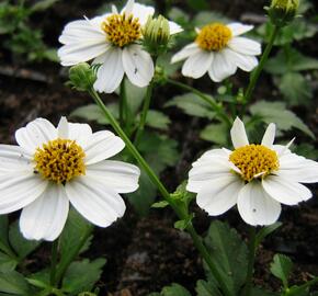 Dvouzubec prutolistý 'Bellamy White' - Bidens ferulifolia 'Bellamy White'