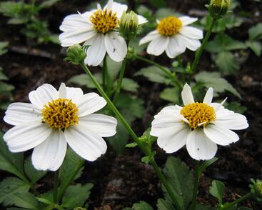 Dvouzubec prutolistý 'Bellamy White'