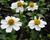 Dvouzubec prutolistý 'Bellamy White'