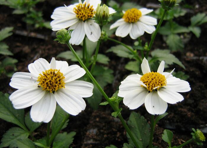 Dvouzubec prutolistý 'Bellamy White' - Bidens ferulifolia 'Bellamy White'