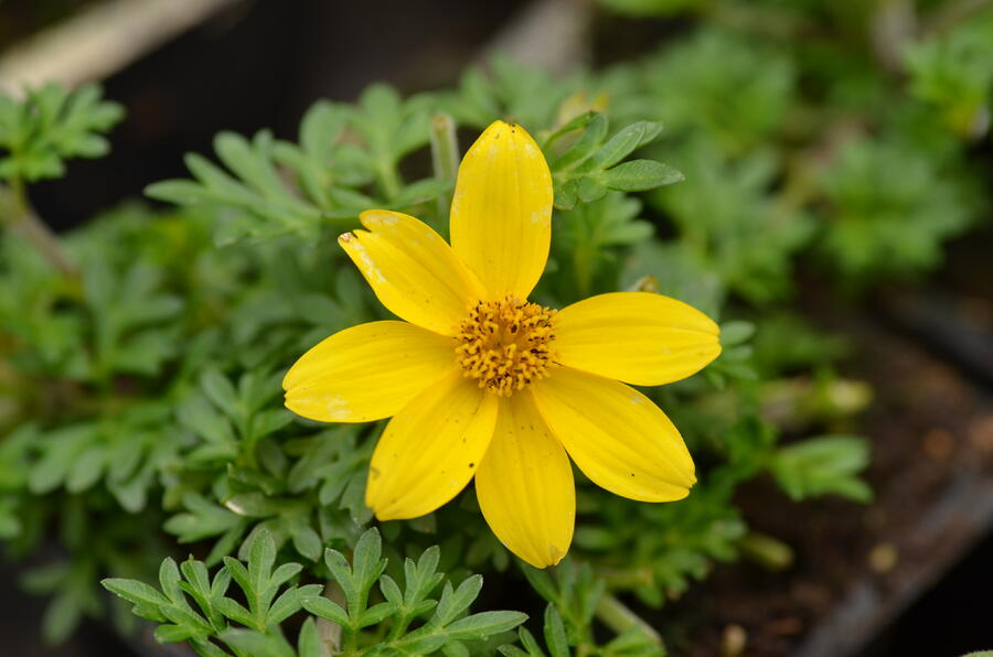 Dvouzubec prutolistý 'Yellow Charm' - Bidens ferulifolia 'Yellow Charm'